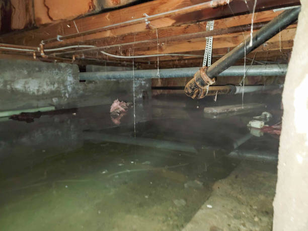 Best Sewage cleanup and water damage restoration  in Pine Lakes, FL